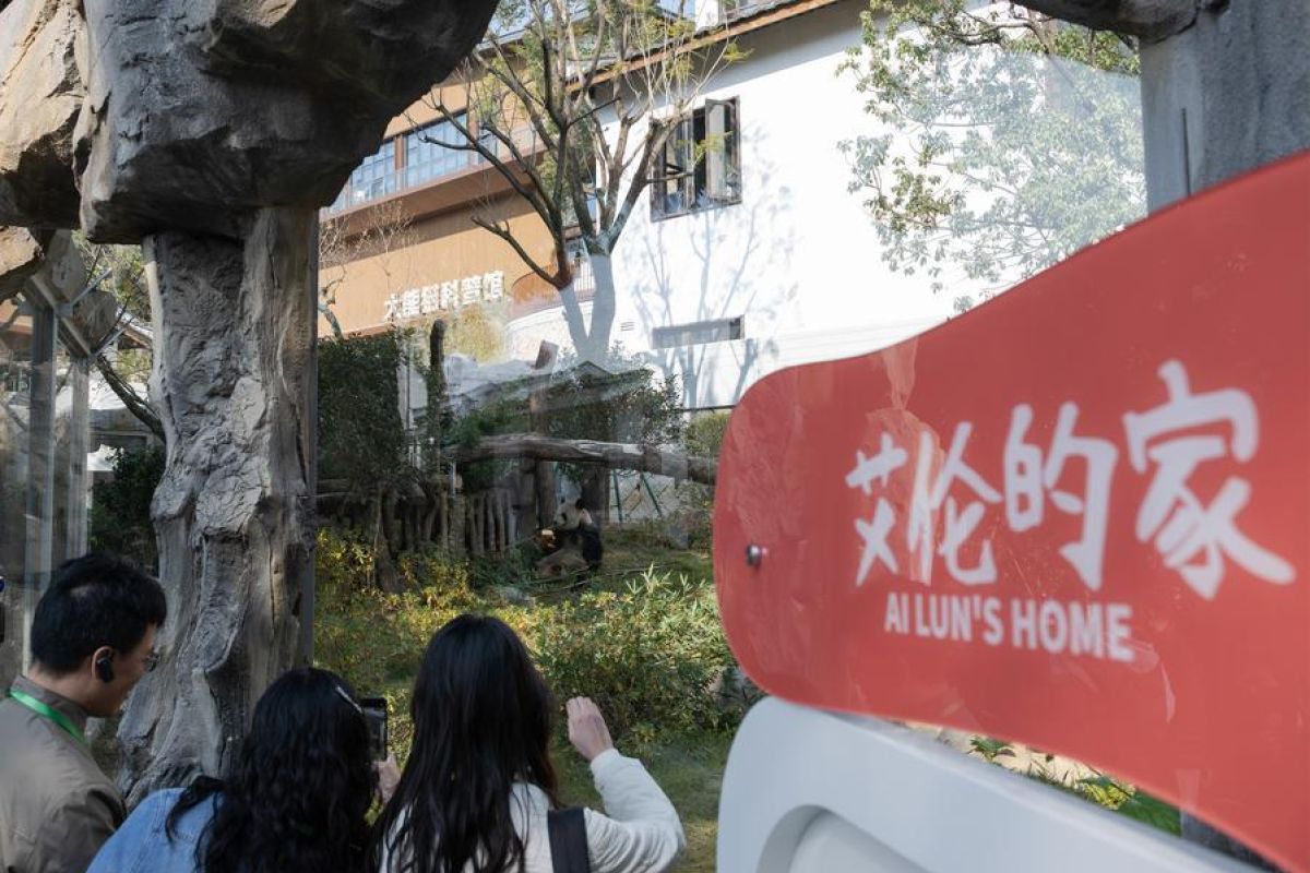 Menengok penampilan publik lima panda raksasa di Panda World Fuzhou