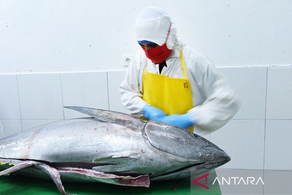 KKP fasilitasi UPI peroleh tarif nol persen ekspor tuna ke Jepang