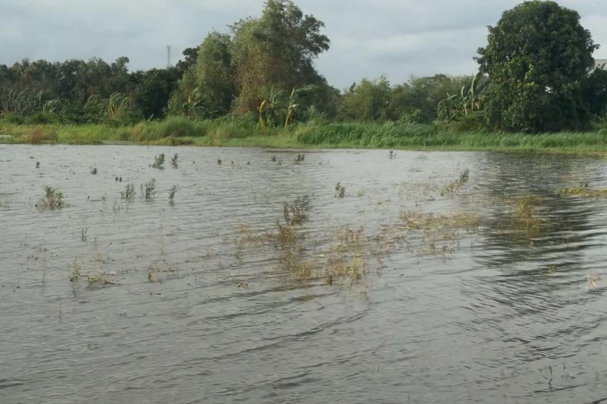 Pemprov Jateng ajukan klaim asuransi usaha petani terdampak banjir