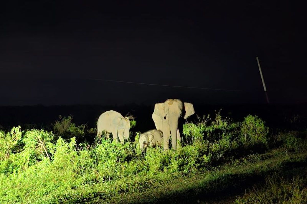 Tekan konflik gajah-warga, Pemda Lampung percepat bangun tanggul TNWK