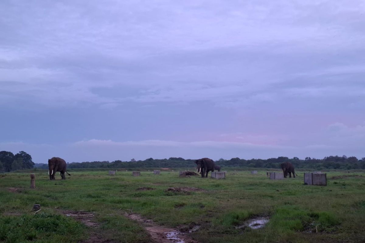 Tekan konflik satwa-warga, Balai TNWK pulihkan 1,286 hektare ekosistem