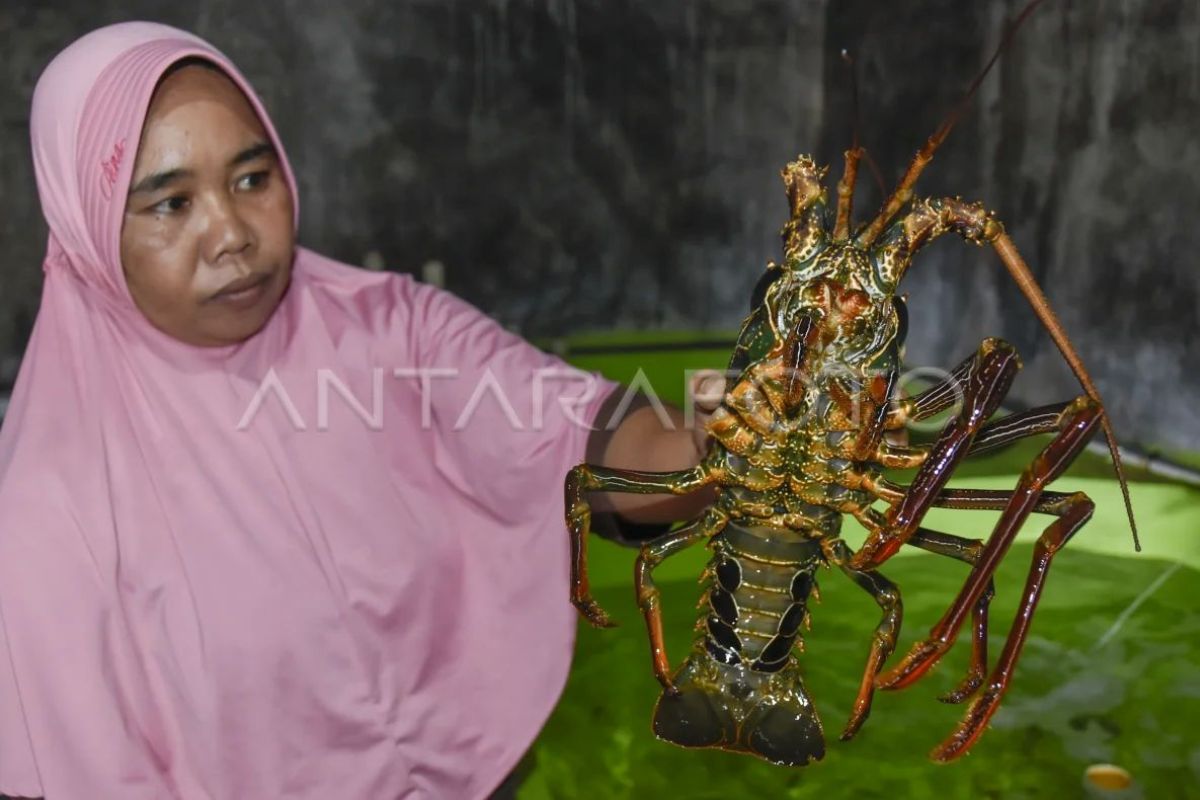 Lobster di keramba, nilai dipetik di seberang