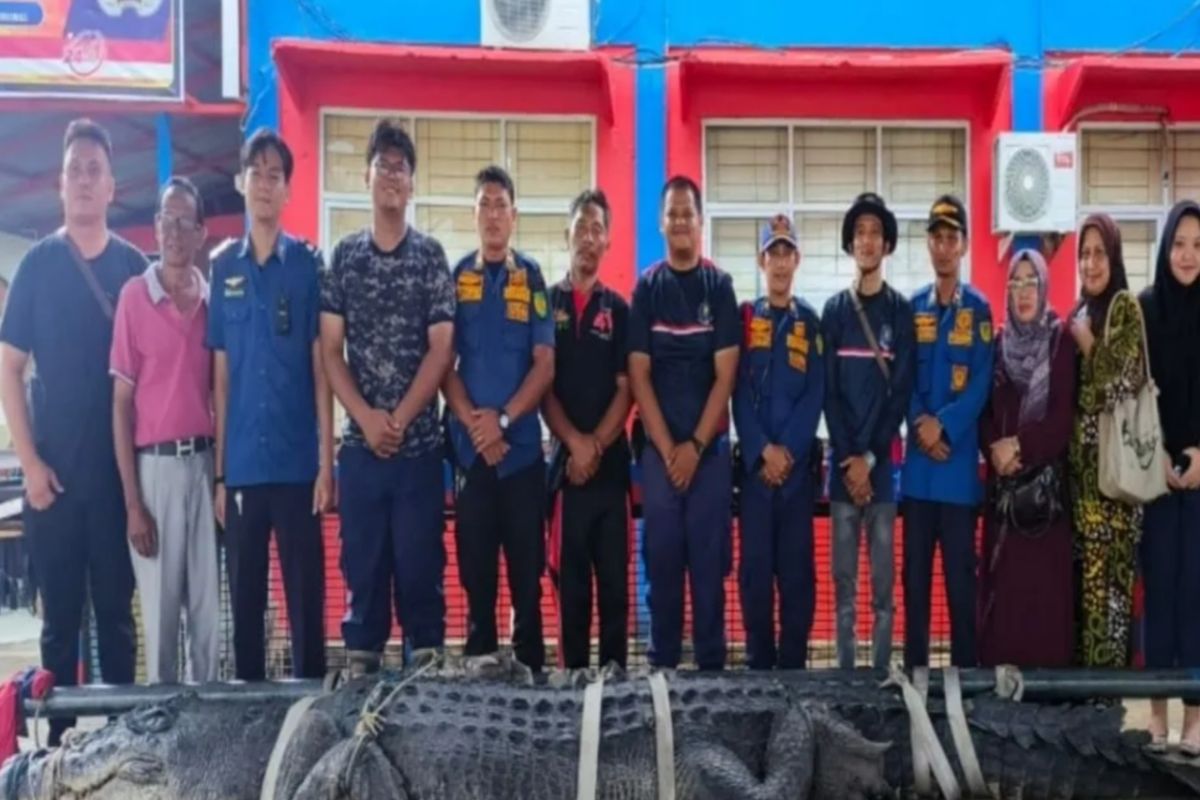 DPKP Inderagiri Hilir evakuasi buaya yang ditangkap warga