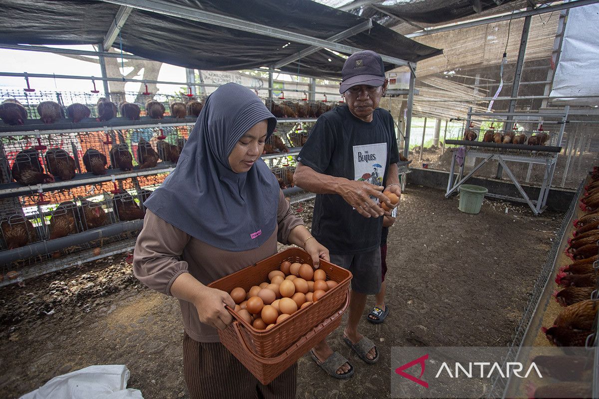 Kebutuhan peternak ayam petelur untuk MBG