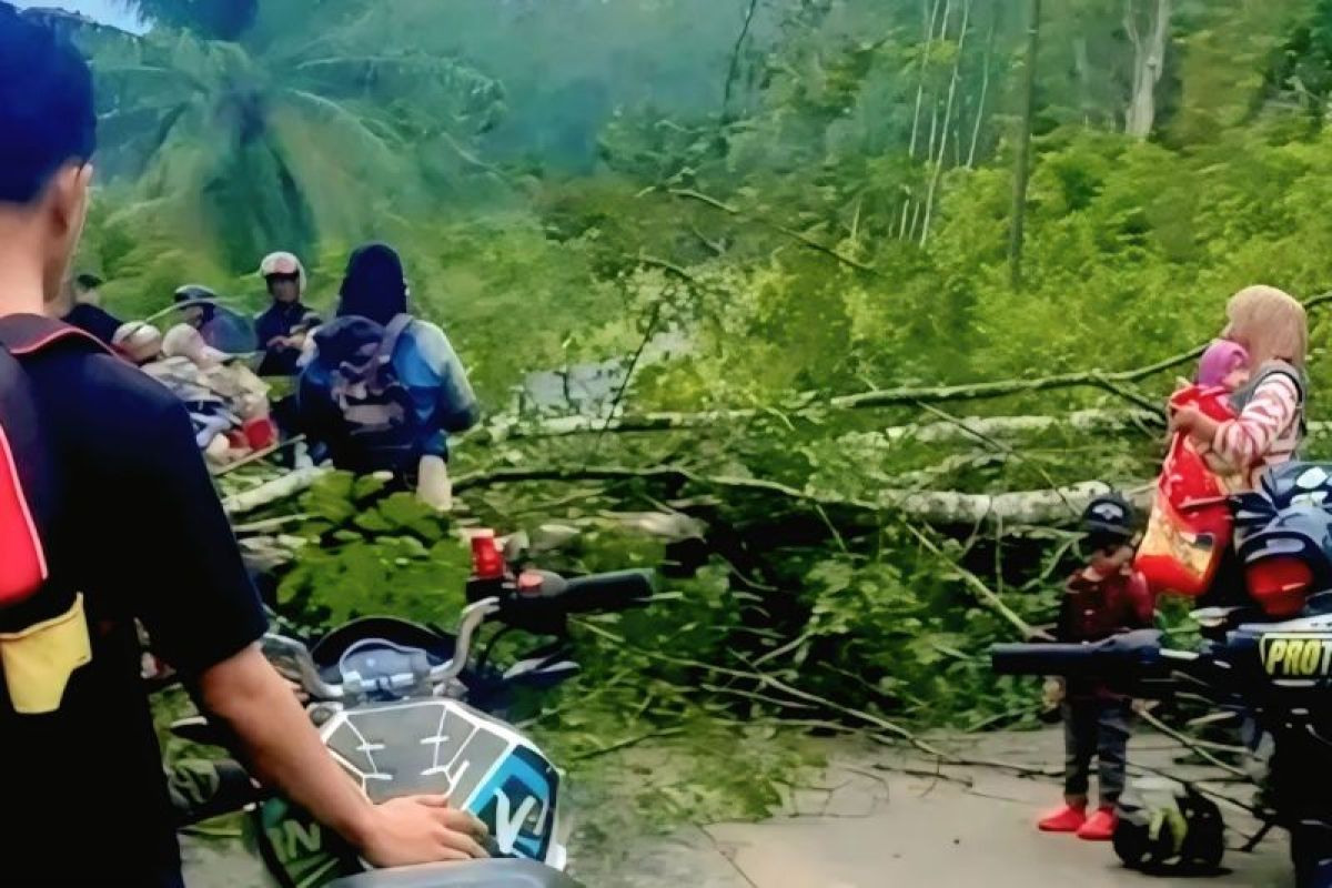 Pengendara motor di OKU nyaris tewas tertimpa pohon tumbang