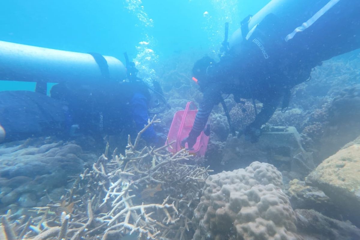 Jakarta's Kepulauan Seribu transplants coral reefs