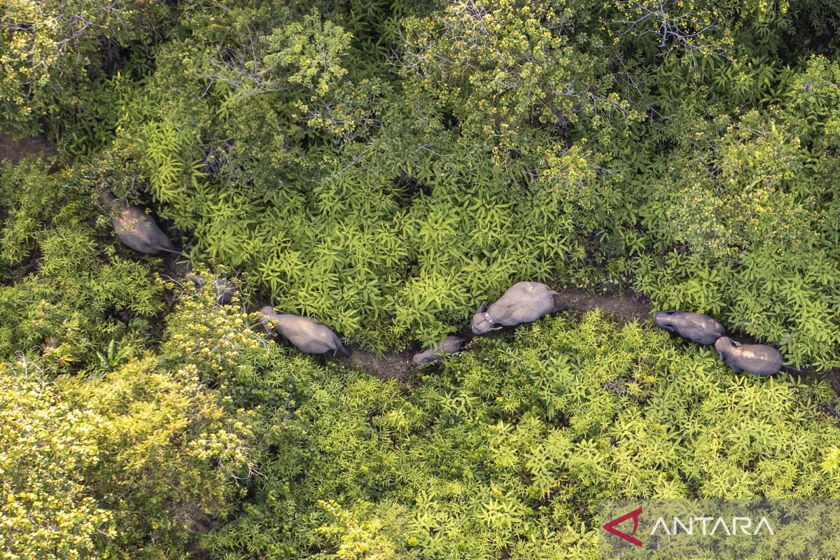 Rancangan Instruksi Presiden untuk Perlindungan Gajah Sumatra