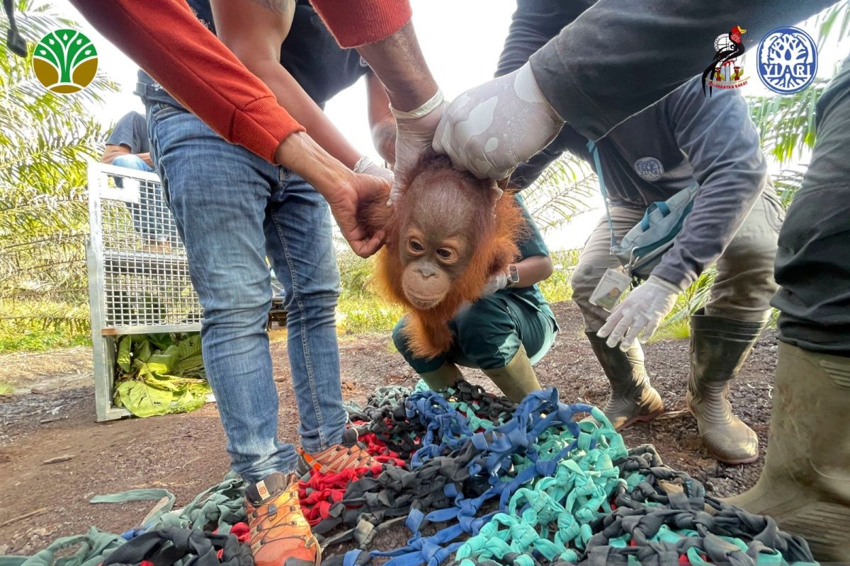 BKSDA–YIARI selamatkan bayi orangutan di kebun sawit Ketapang