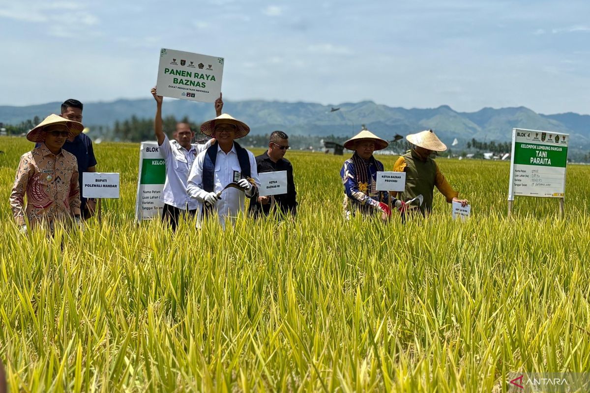Petani binaan Baznas di Polewali Mandar sukses gelar panen raya