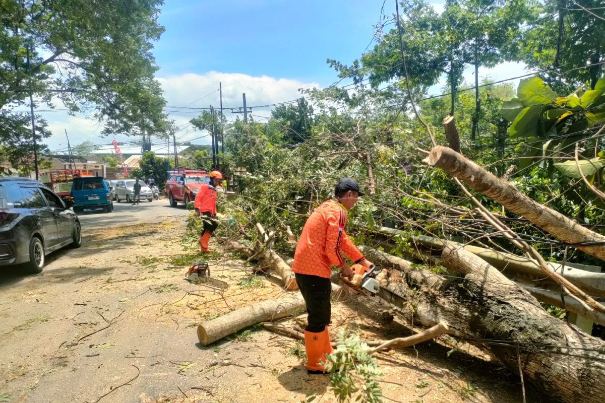 Angin kencang tewaskan pengendara motor di Trenggalek
