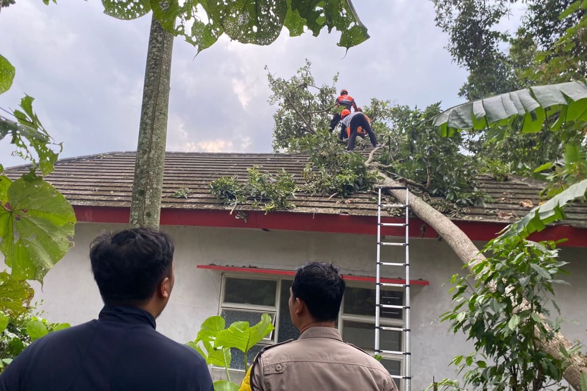 Kholil tewas tertimpa pohon di Jember