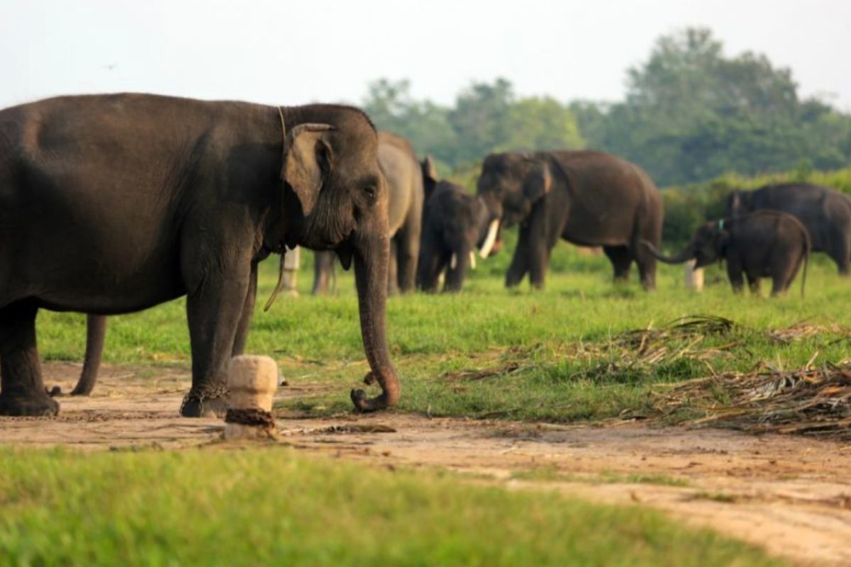 Indonesian troops deployed to curb elephant conflict in Lampung
