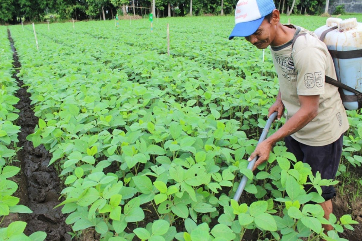PTPN I Hadirkan “Enero”, Pupuk Pemulih Kesuburan Tanah Alami