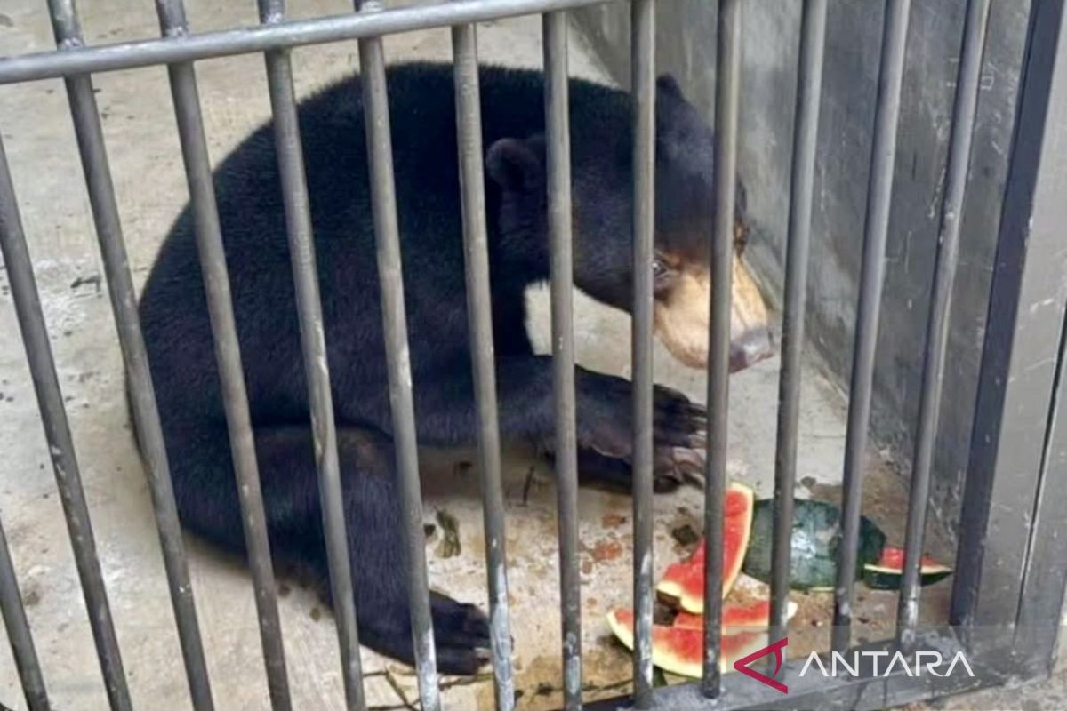 Tiga Beruang Madu dari Kalteng ditranslokasi ke Jatim