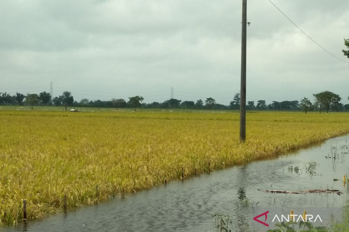Pemkab Kudus lakukan pendataan padi puso terdampak banjir untuk diajukan bantuan
