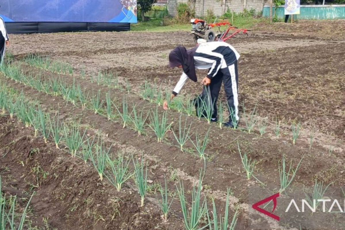 Di Balik Tembok Sekolah, Pelajaran Ketahanan Pangan Dimulai di Pedesaan Jawa