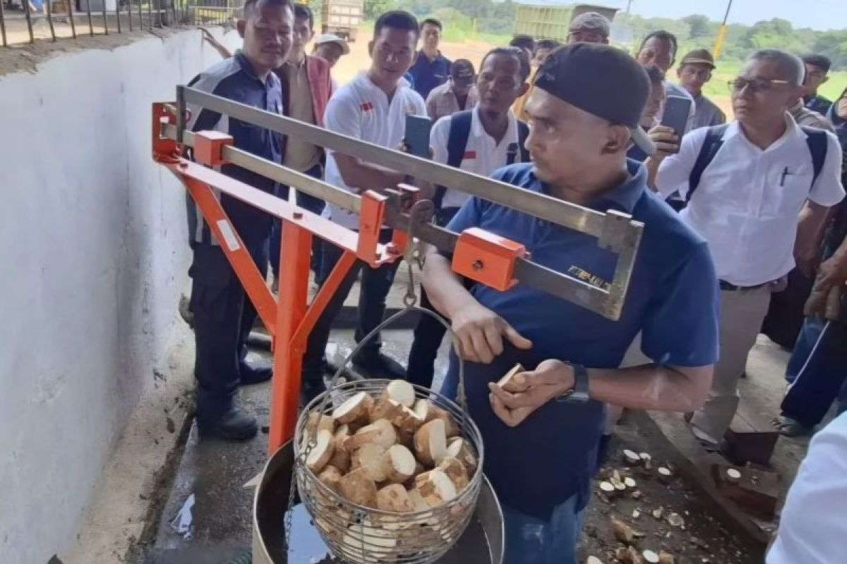 Gubernur Lampung: Kehadiran Cassava Center jadi upaya hadirkan bibit unggul singkong