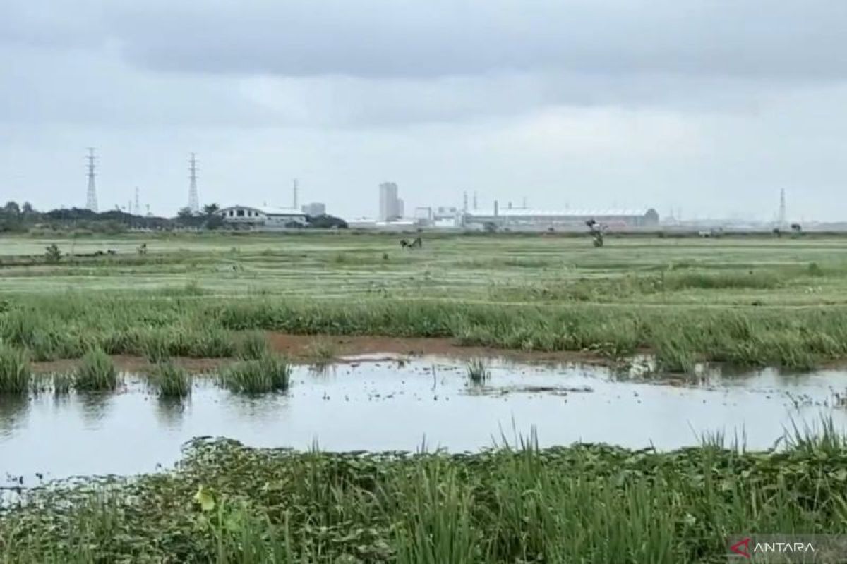 Banjir rendam belasan hektare sawah di Jakut, petani gagal panen