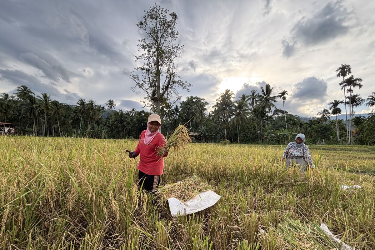 Petani Sayur Matinggi Tapsel panen padi pascabencana