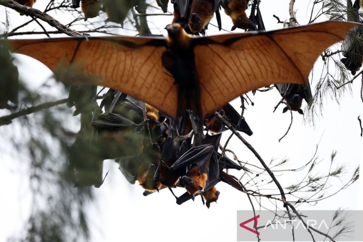 Singapura perketat skrining kesehatan bandara akibat virus Nipah