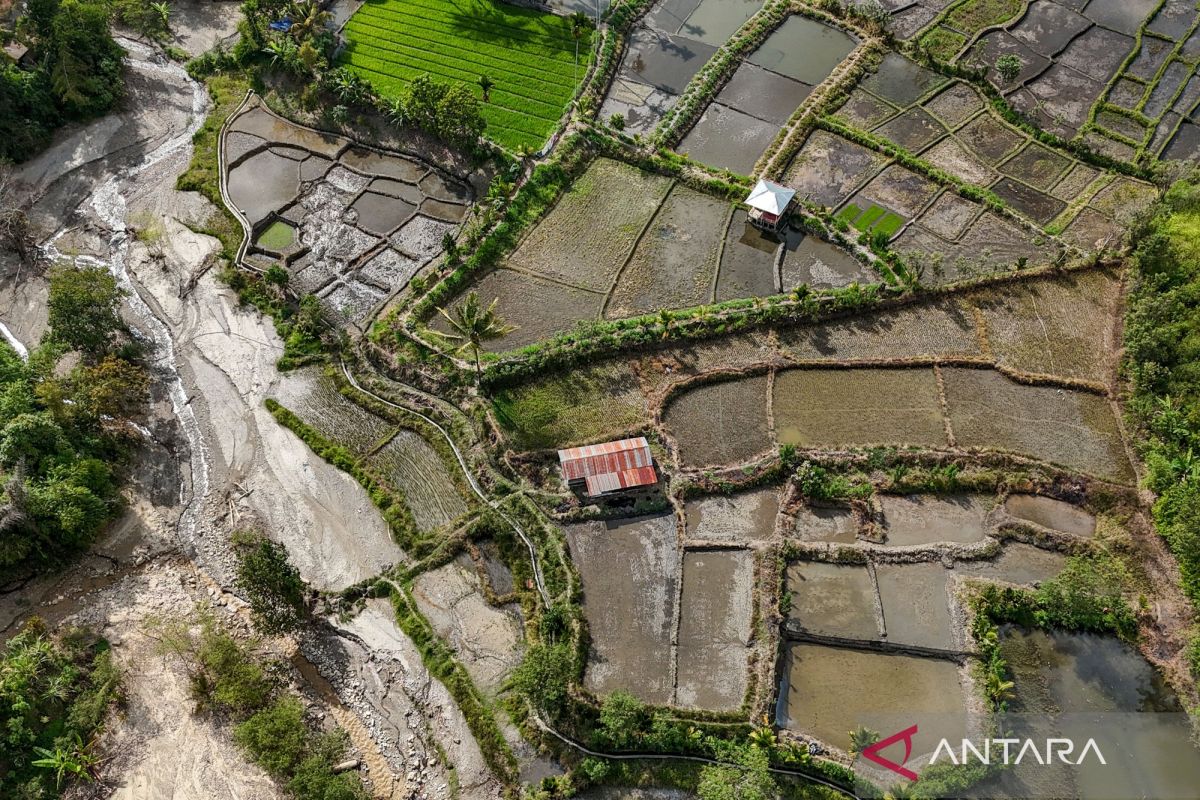 Alternatif pendapatan petani dengan pulihkan sawah terdampak bencana