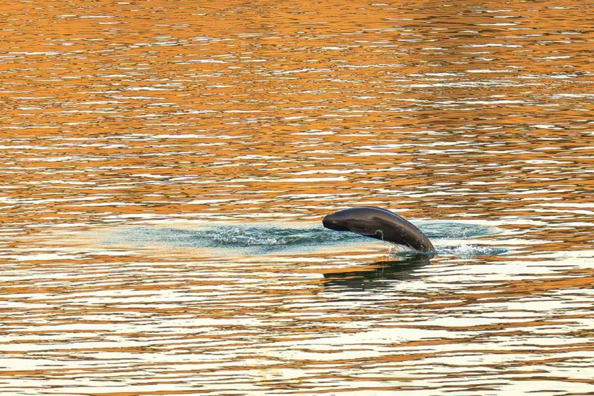 Populasi porpoise tanpa sirip Yangtze catat peningkatan di China