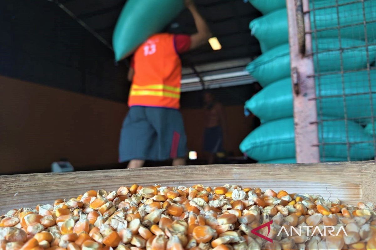 Bulog Madiun siap serap jagung petani jaga kestabilan harga dan stok