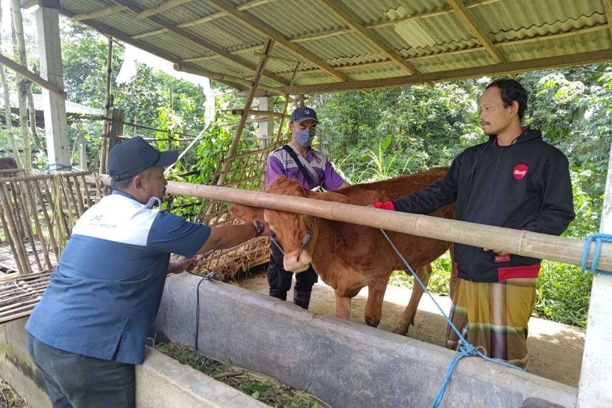 Disnak Tulungagung identifikasi 59 ekor ternak terpapar PMK
