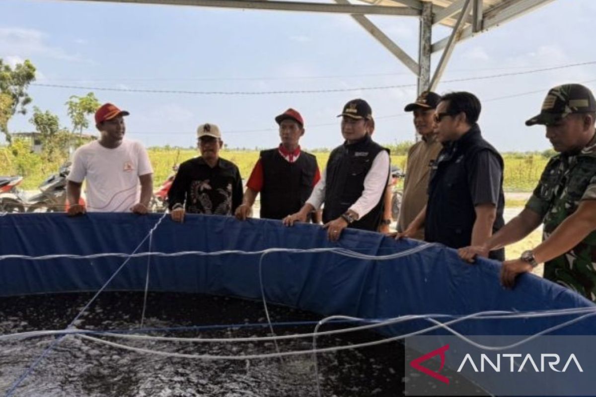 Pemkab Lamongan tingkatkan produksi lele dukung Program MBG