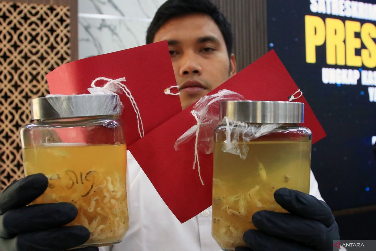 Sebanyak 85.750 benih lobster senilai Rp4,3 miliar gagal diselundupkan ke Singapura