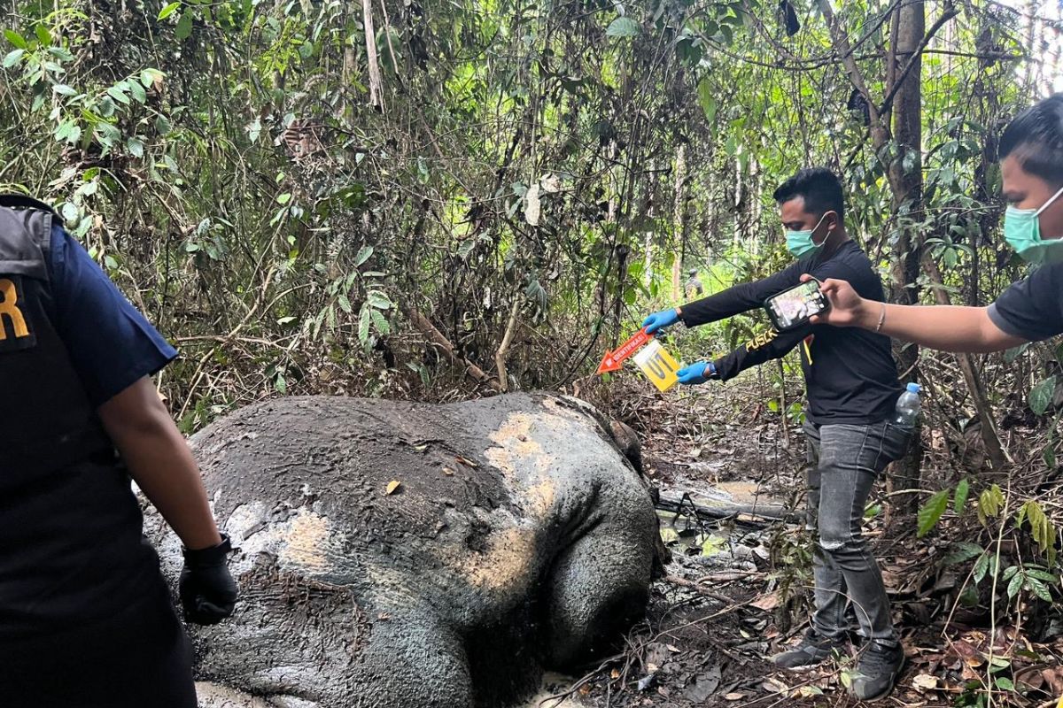 Gajah mati di kawasan konsesi, kepala dipenggal dalam kondisi duduk