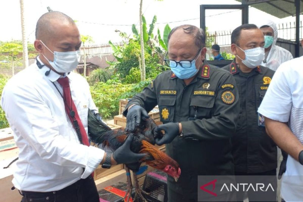 Karantina musnahkan ratusan ayam asal Thailand cegah sebaran penyakit