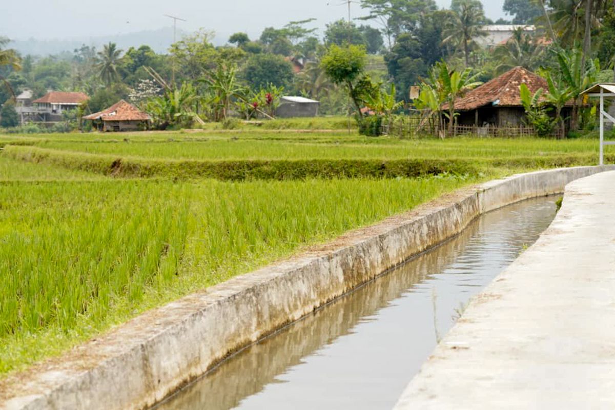 Kementan perkuat irigasi untuk jaga produksi beras saat cuaca ekstrem