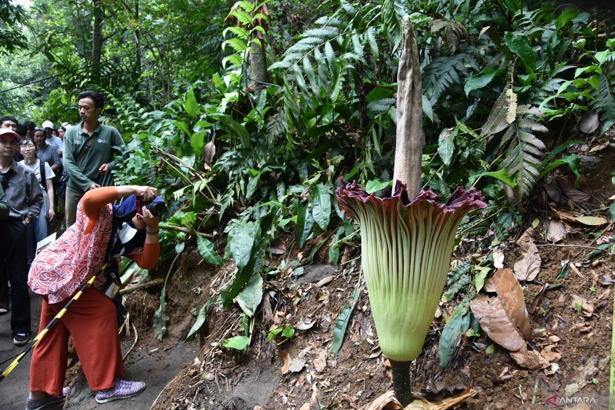 Bunga bangkai raksasa setinggi 140 cm mekar di Kebun Raya Bogor