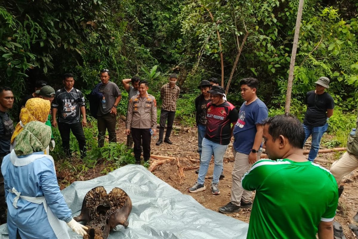 Kemenhut panggil pihak perusahaan terkait kematian gajah di Riau