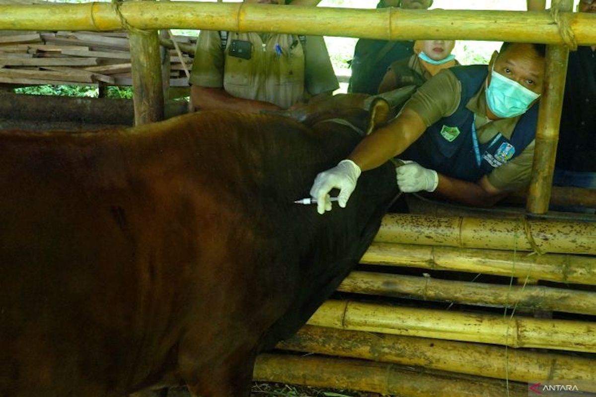 Indonesia to distribute 4 million FMD vaccine doses in 2026