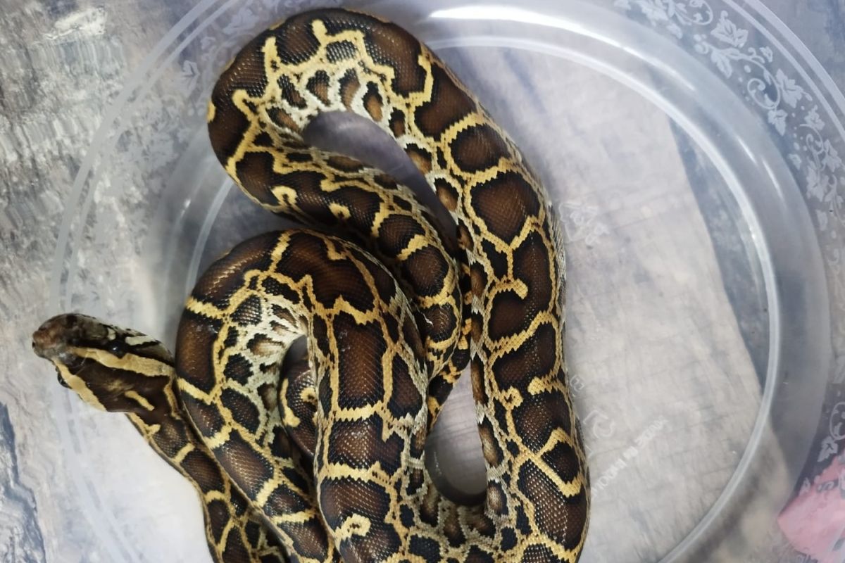 Kemenhut amankan WNA Rusia berupaya selundupkan 202 satwa liar