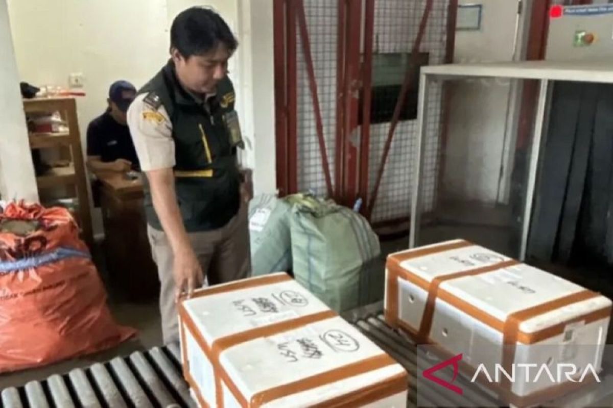 UMKM Mimika Papua ekspor perdana kepiting bakau ke Malaysia