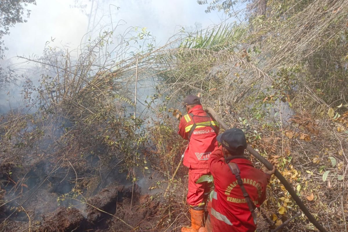 Manggala Agni berjibaku padamkan kebakaran 60 ha lahan di Bengkalis