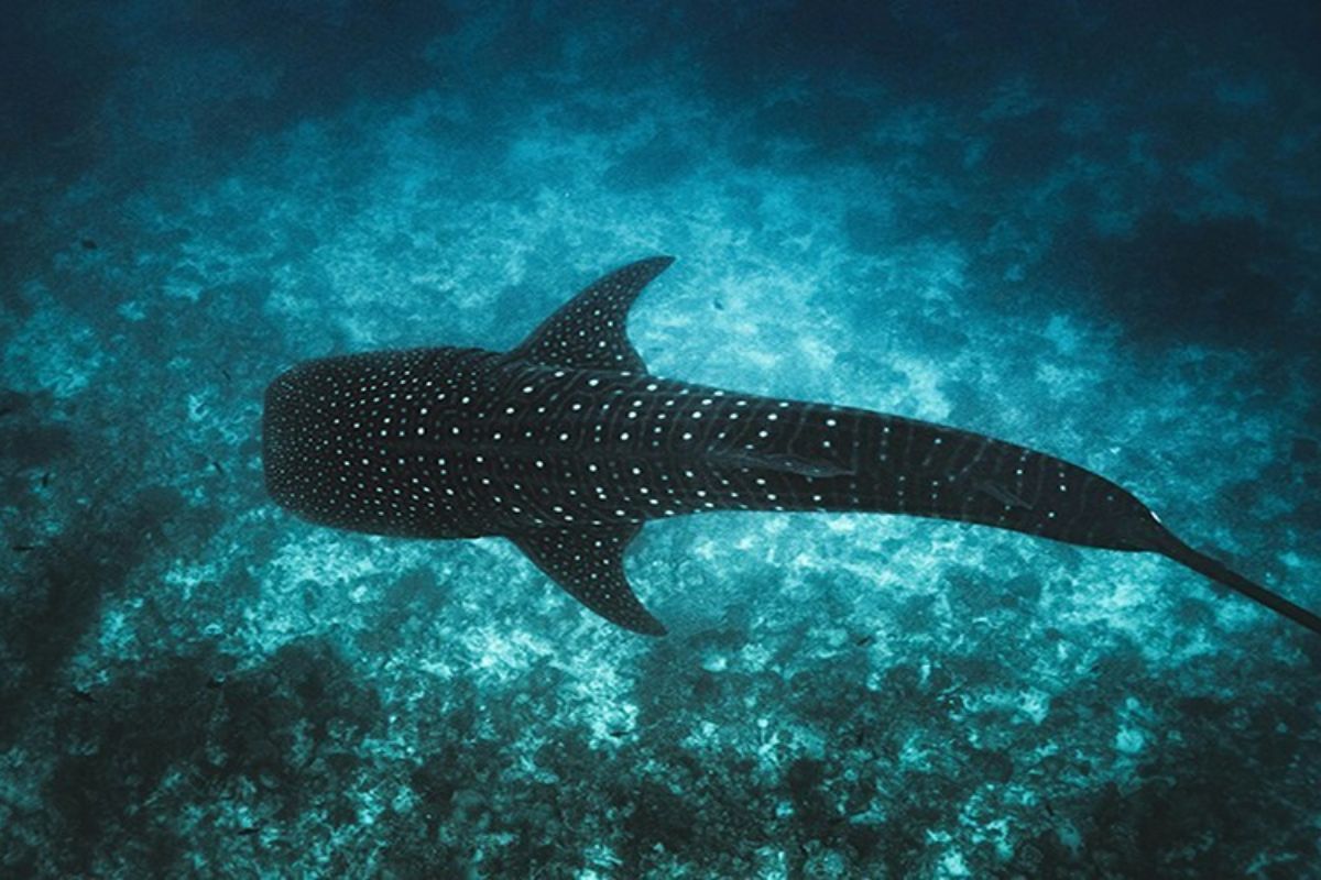 Maladewa Luncurkan Program Tech4Nature untuk Melestarikan Hiu Paus Ikonik