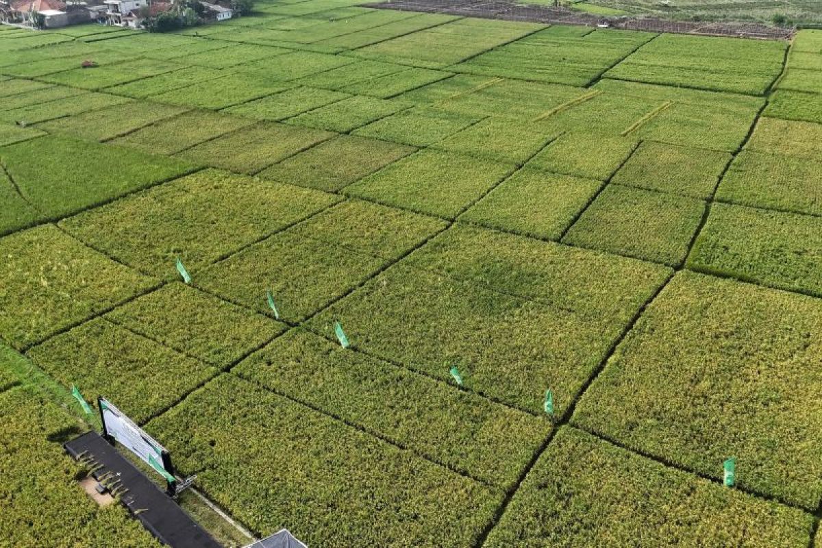 DKI dan Cianjur fokuskan kerja sama jangka pendek pada komoditas padi