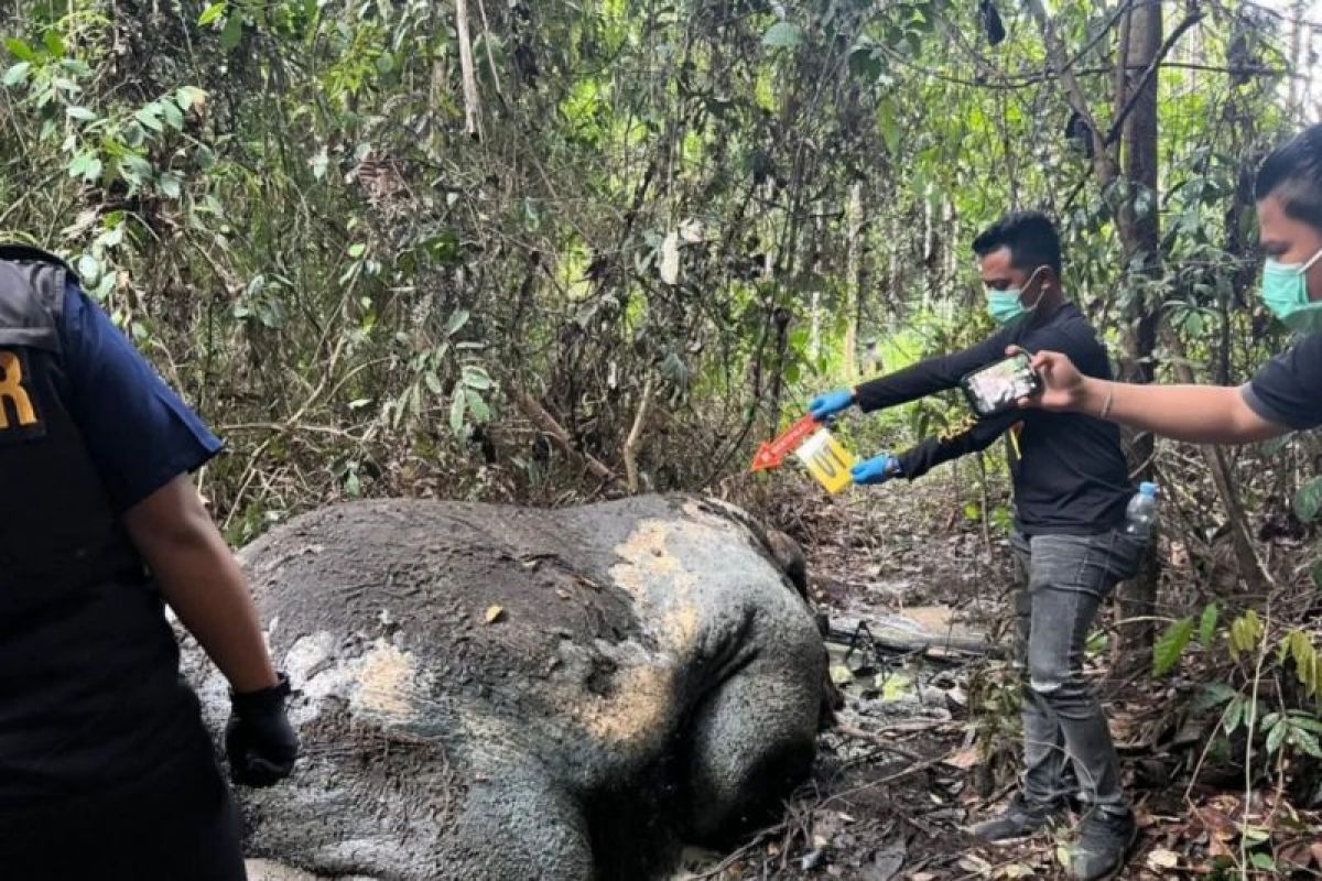 Polisi akan sisir jalan tikus di lokasi kematian gajah di Pelalawan, 33 saksi telah diperiksa