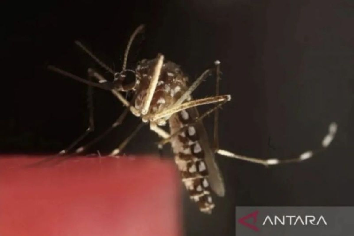 Kemenkes soroti penanganan AIDS, TBC, dan malaria di Papua Pegunungan