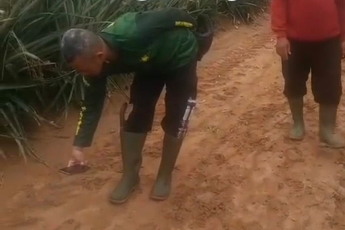 KSDA Lampung sebut jejak kaki satwa di kebun nanas tapak harimau 