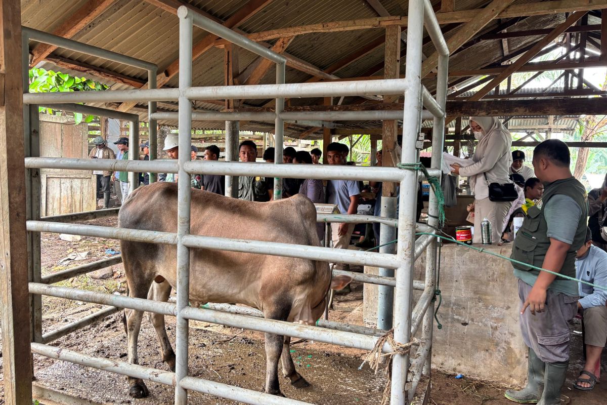 209 desa di Aceh Tamiang terima sapi meugang bantuan Presiden