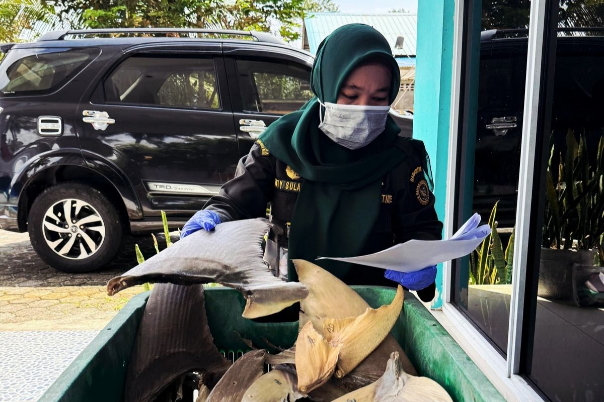 Karantina Kepri: Natuna pasok sirip hiu ke Surabaya