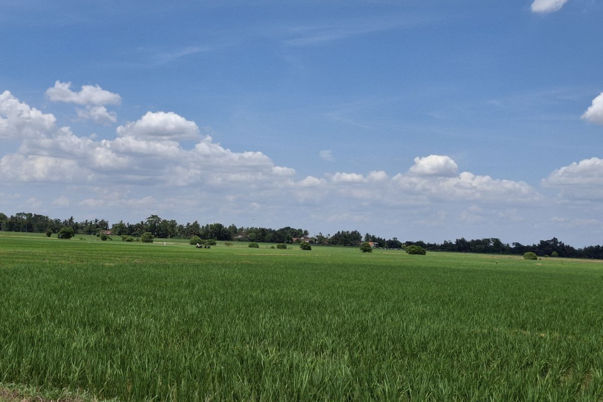 Pemprov Lampung pastikan panen raya tetap berlangsung di Maret 2026
