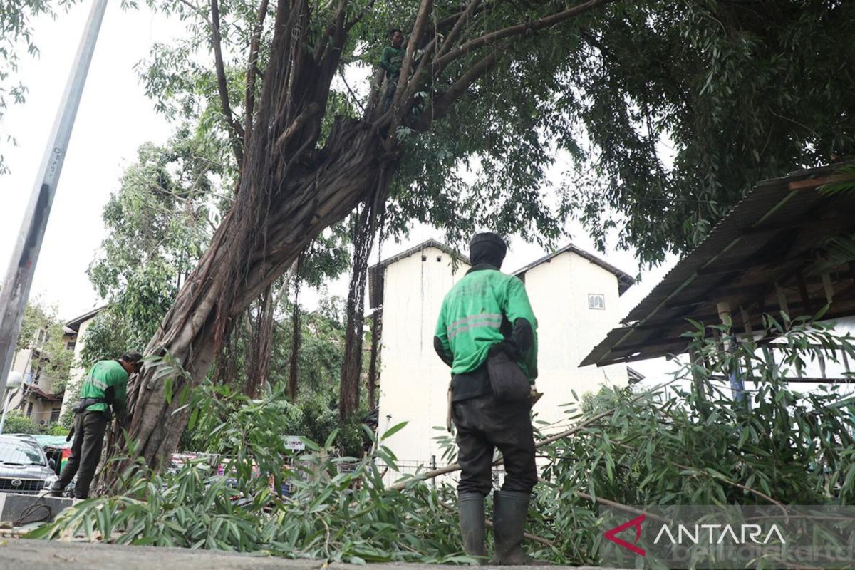 Antisipasi hujan, Pemkot Jakpus pangkas ribuan pohon rawan tumbang