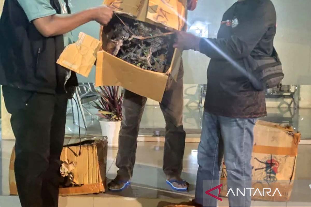 BKSDA Maluku amankan 35 individu tumbuhan Sanigi di Pelabuhan Ambon