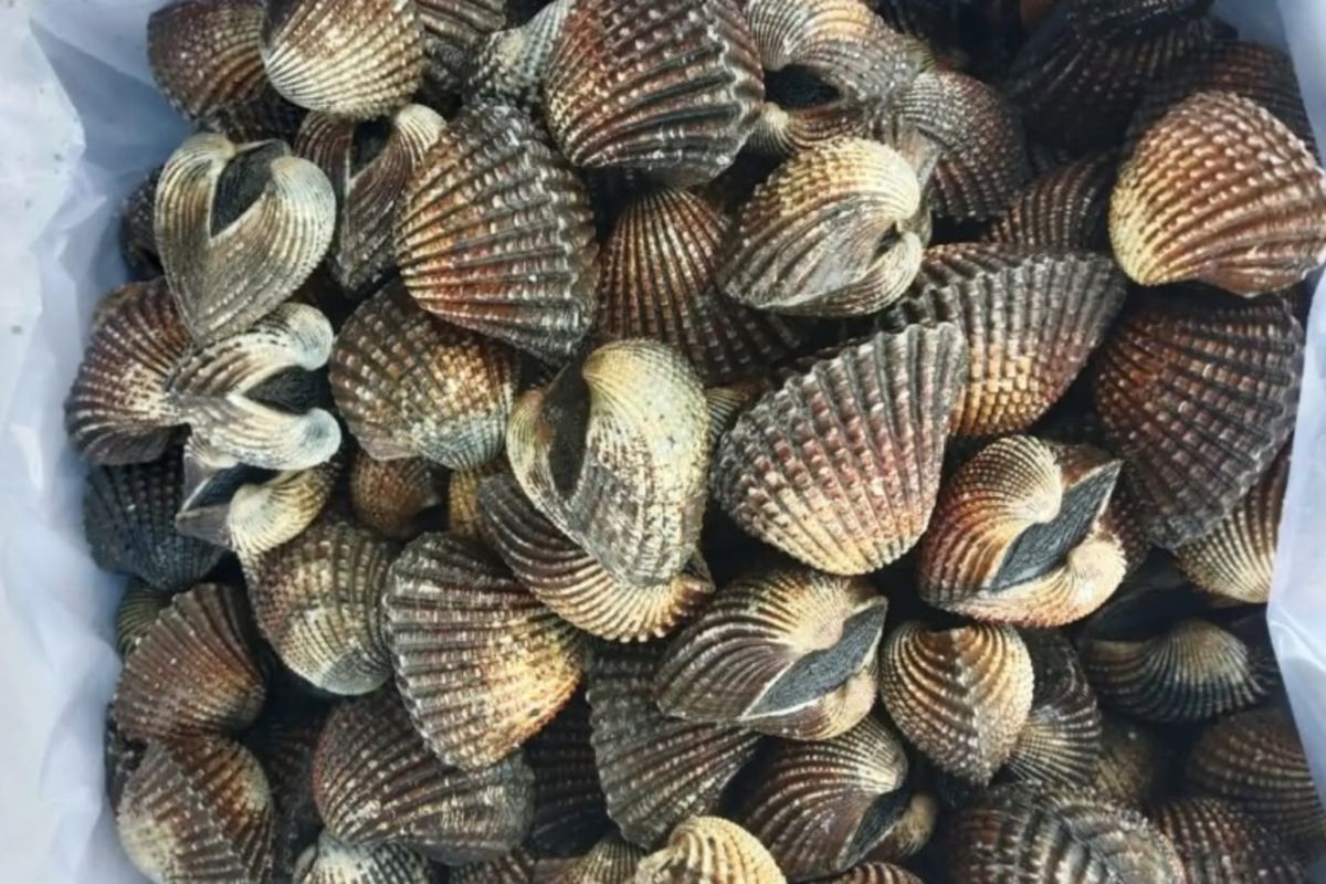 Karantina Sultra fasilitasi ekspor 560 kg kerang dara ke Thailand